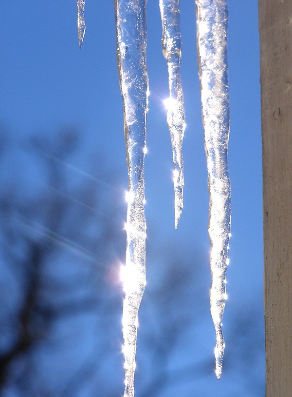 icicle_photos_Muffet.jpg