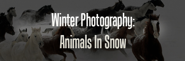 winter-photography-animals-in-snow winter photography: animals enjoying snow