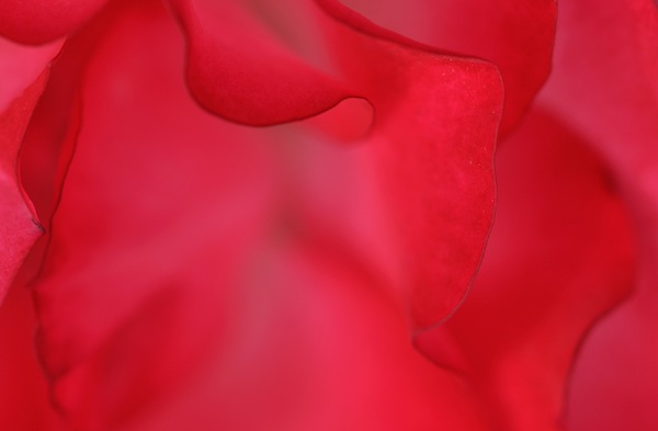 Rose Texture