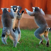 animal_photography_tips_floridapfe.jpg animal_photography_tips_floridapfe.jpg
