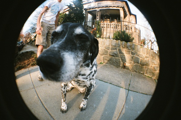 Hello, Mr. Dog