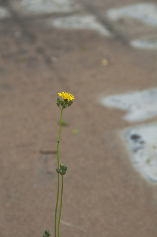 Flowers Growing Out of the Foundation