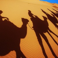 Camel caravan shadow Camel caravan shadow