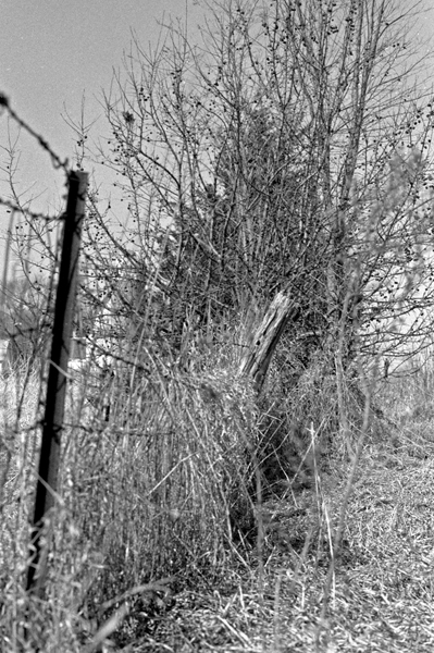 Branches