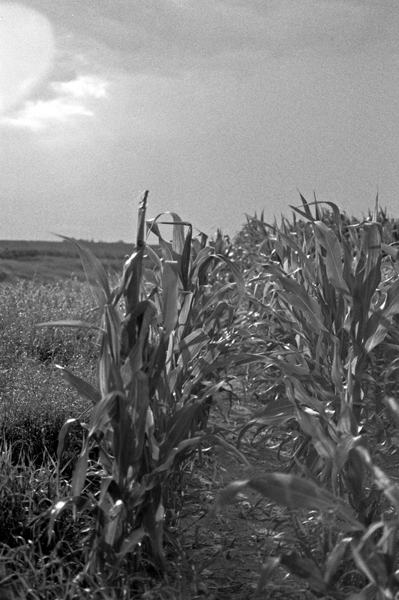 Leaves of Corn