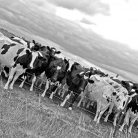 Cows Cows