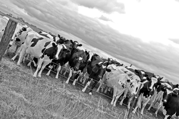 Cows