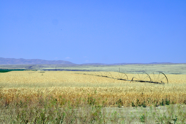 Field
