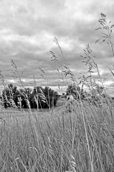Grasses