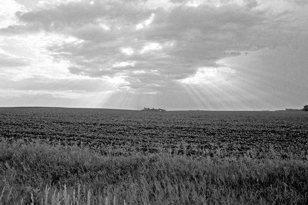 Open Field