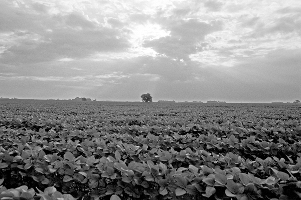 Field of Soybeans