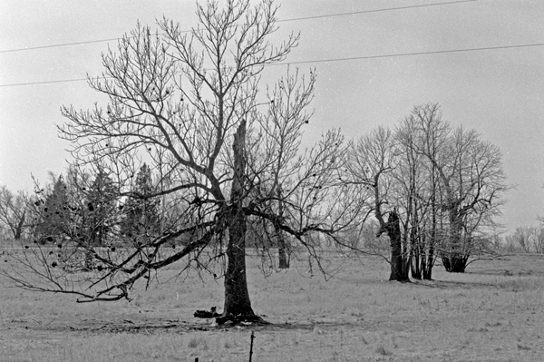 Line of Trees