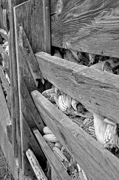 Wood Grain