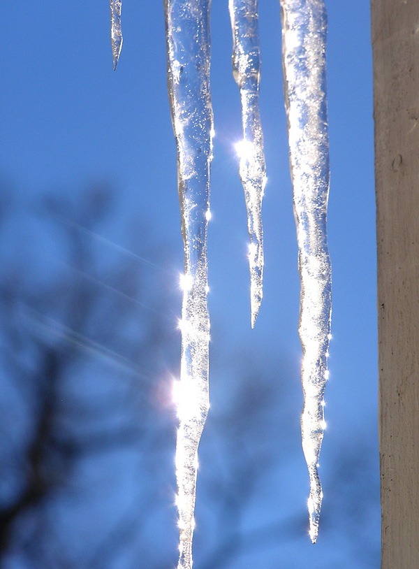icicle_photos_Muffet