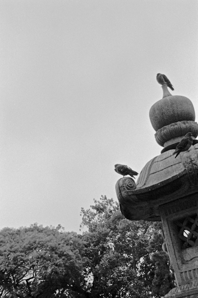 Birds on Pagoda