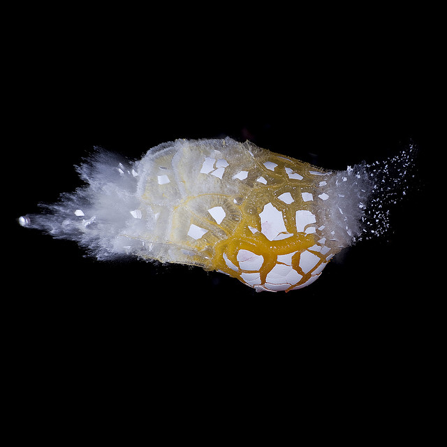 Egg