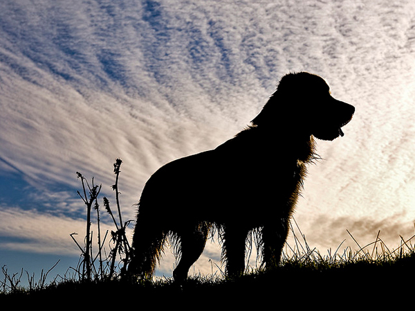 Silhouetted Caz