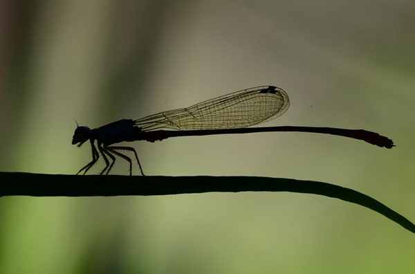 Damselfly