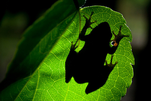 Secret Silhouette
